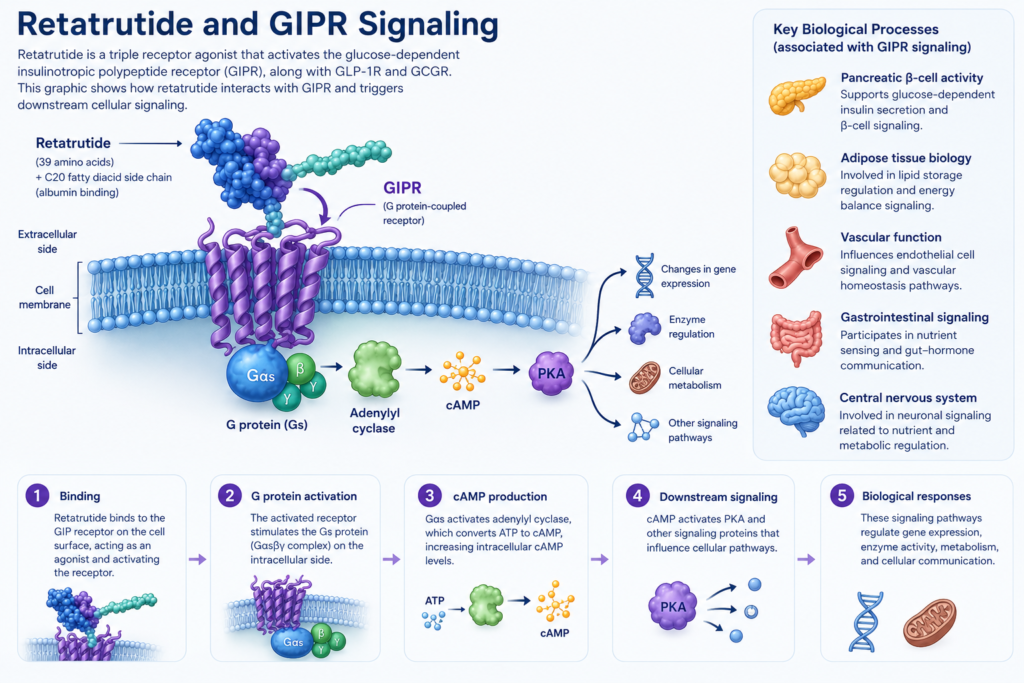 Scientific diagram showing retatrutide binding to the GIP receptor (GIPR) and activating Gs protein, adenylyl cyclase, cAMP, PKA, and downstream cellular signaling pathways.