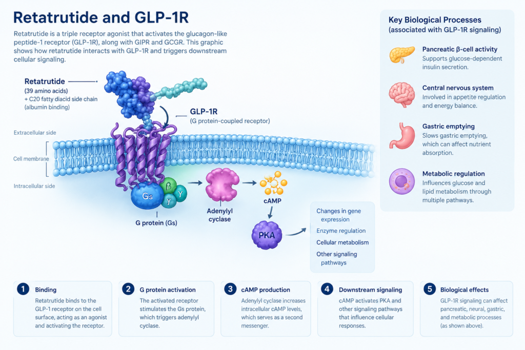 Retatrutide GLP-1R signaling diagram showing GLP-1 receptor binding, Gs protein activation, cAMP production, PKA signaling, and downstream cellular pathways.