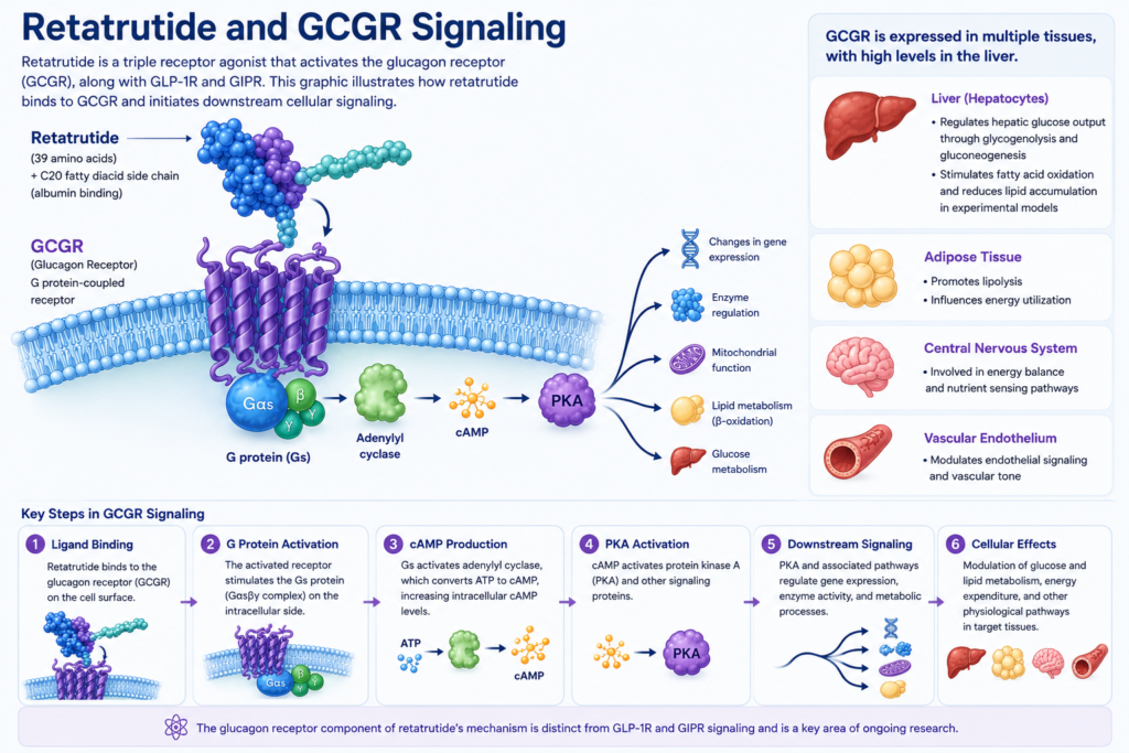 Scientific diagram showing retatrutide binding to the glucagon receptor (GCGR) and activating Gs protein, adenylyl cyclase, cAMP, PKA, and downstream metabolic signaling pathways.